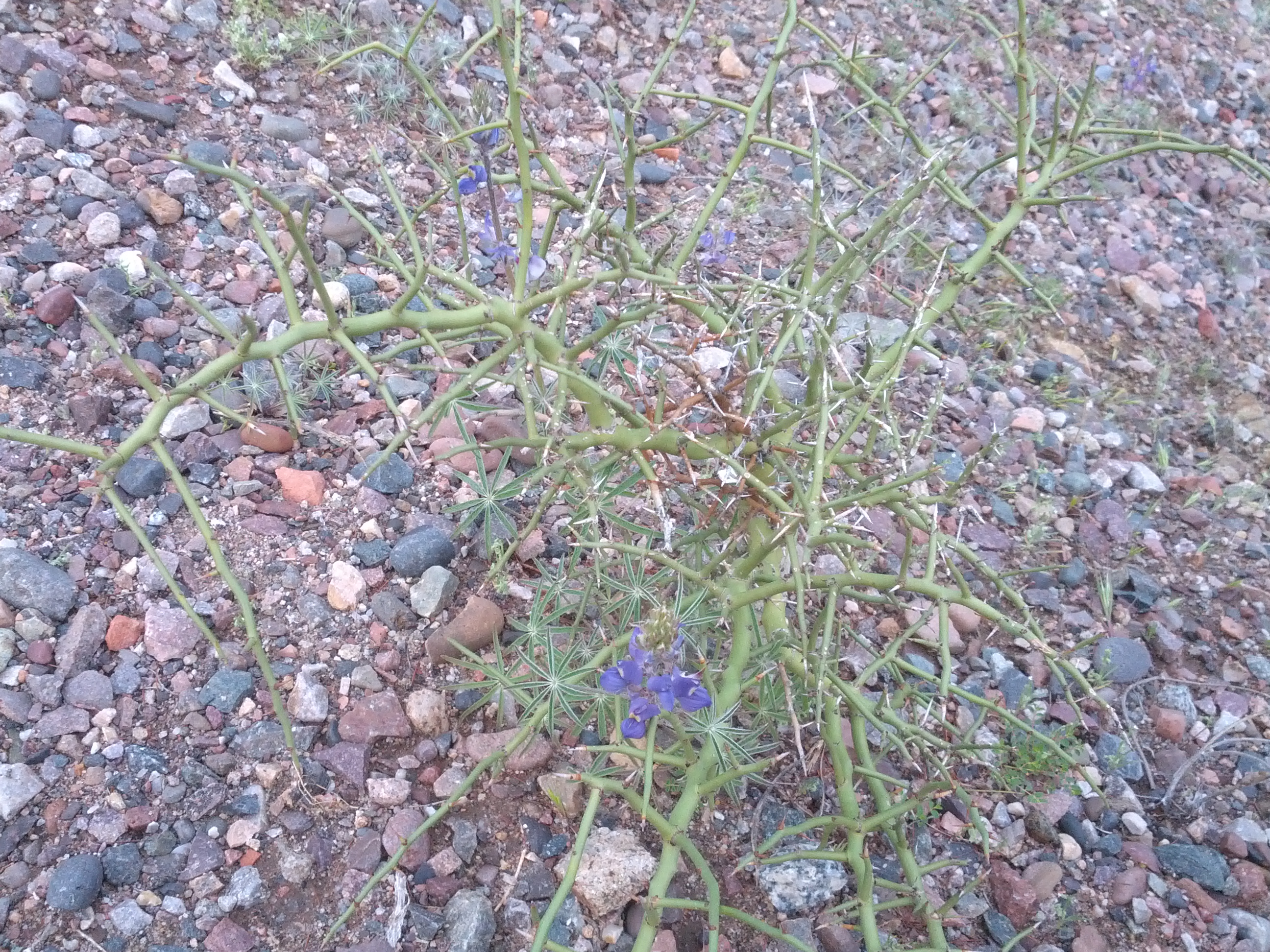 Pretty Little Flower alongside the Trail