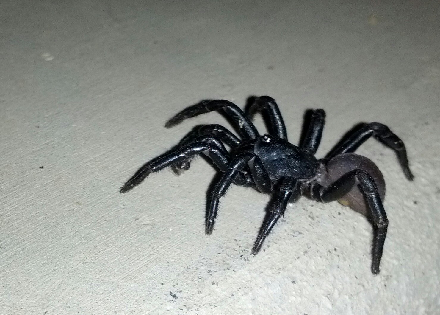 Trapdoor Spider on our Porch