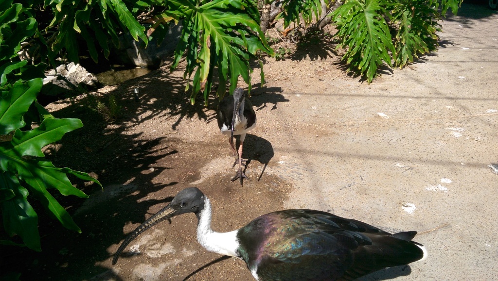 Ibis' at the Phoenix Zoo