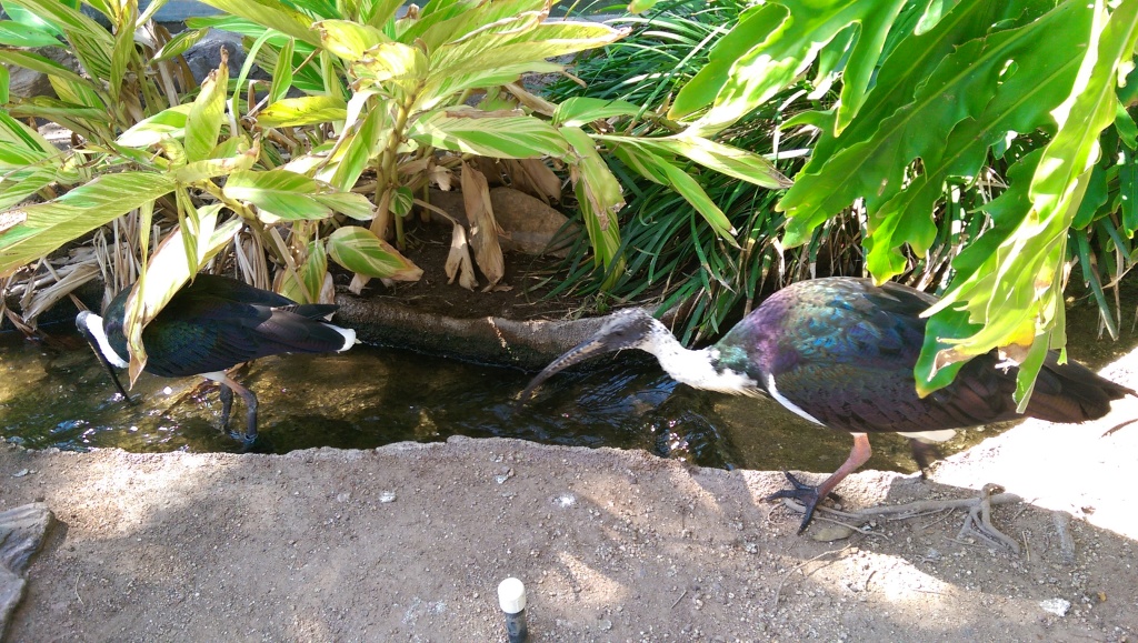 Ibis' at the Phoenix Zoo