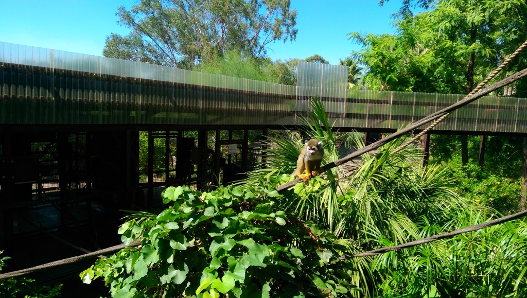 Phoenix Zoo Squirrel Monkey