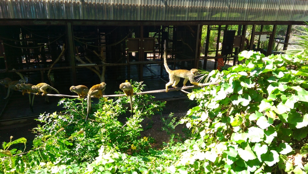 Phoenix Zoo Squirrel Monkey