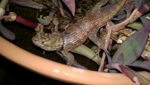 Spiny Lizard in our Wandering Jew