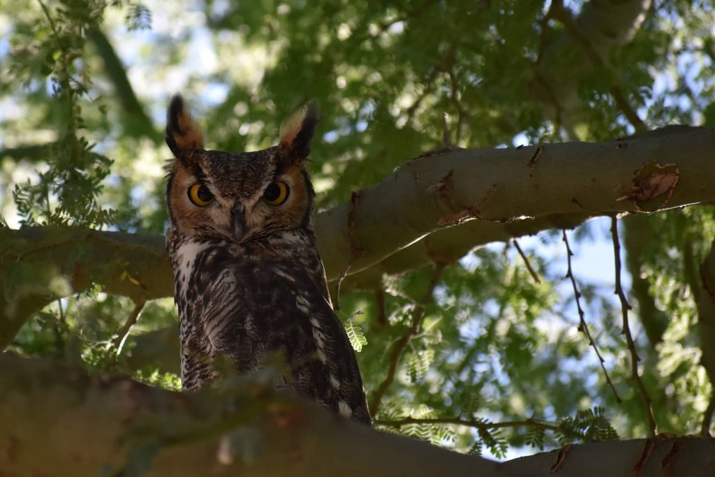 Owl in Palobrea tree
